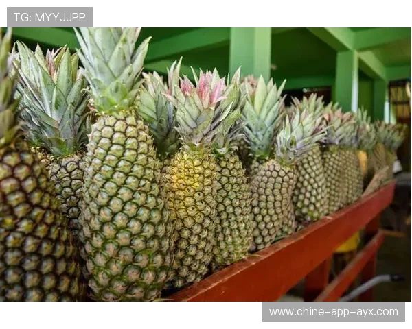 苏里南举办极限运动青年交流会,苏里南官网 苏里南举办极限运动青年交流会,苏里南官网